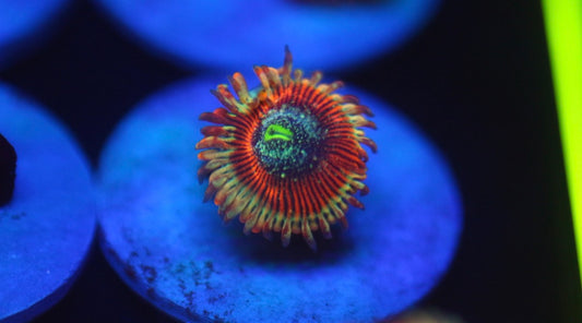 Zombie Morph Zoa
