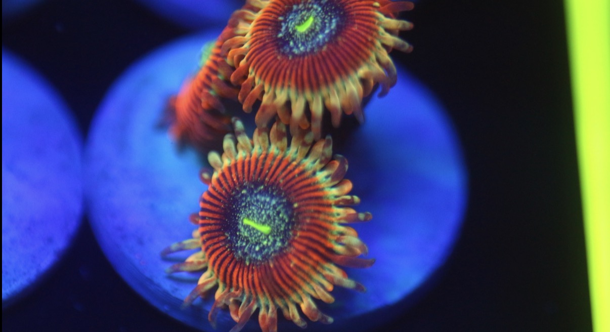 Zombie Morph Zoa