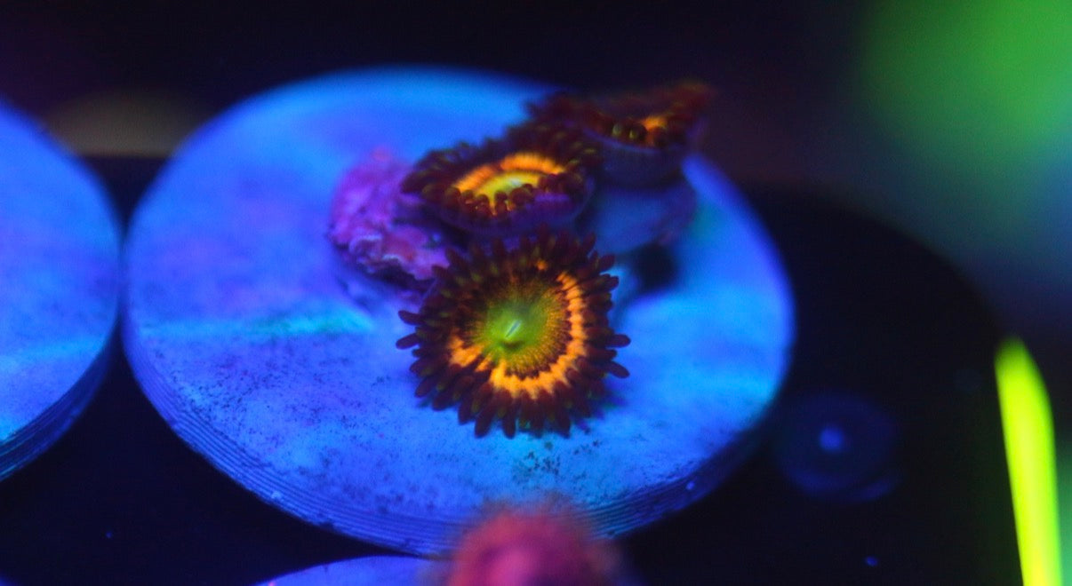 Citrus Cooler Zoa