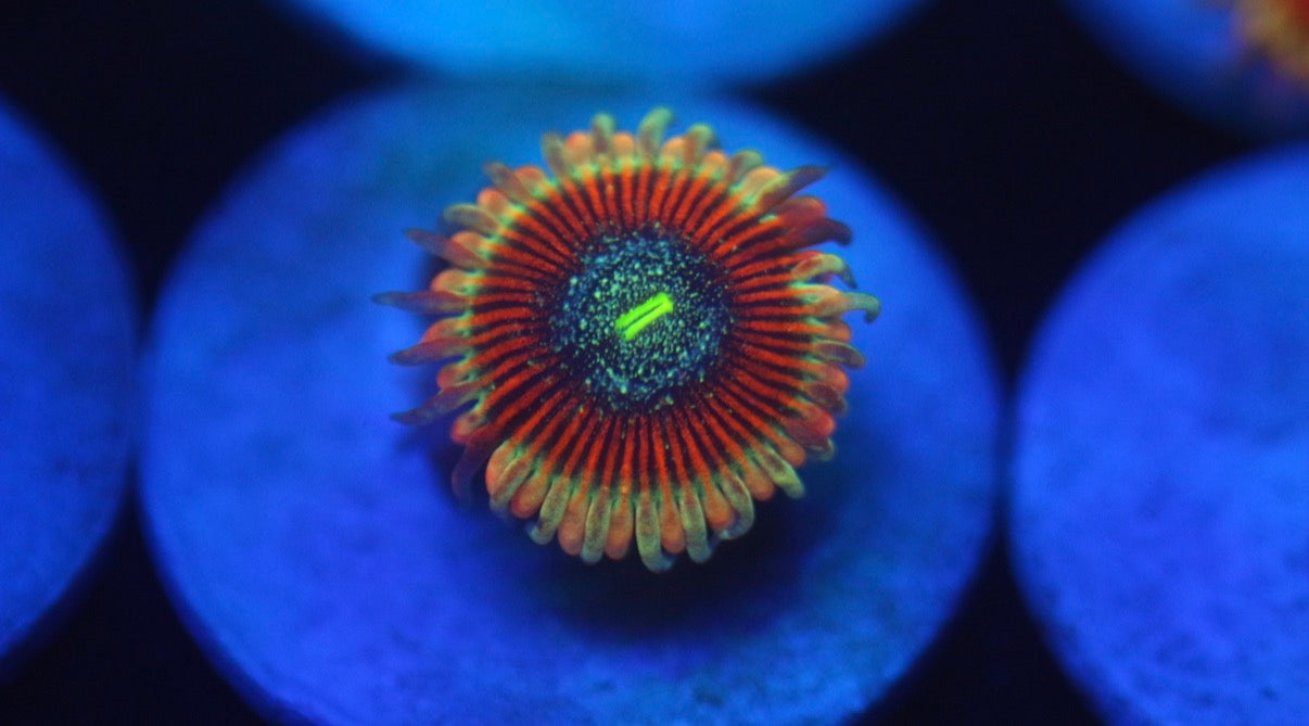 Zombie Morph Zoa
