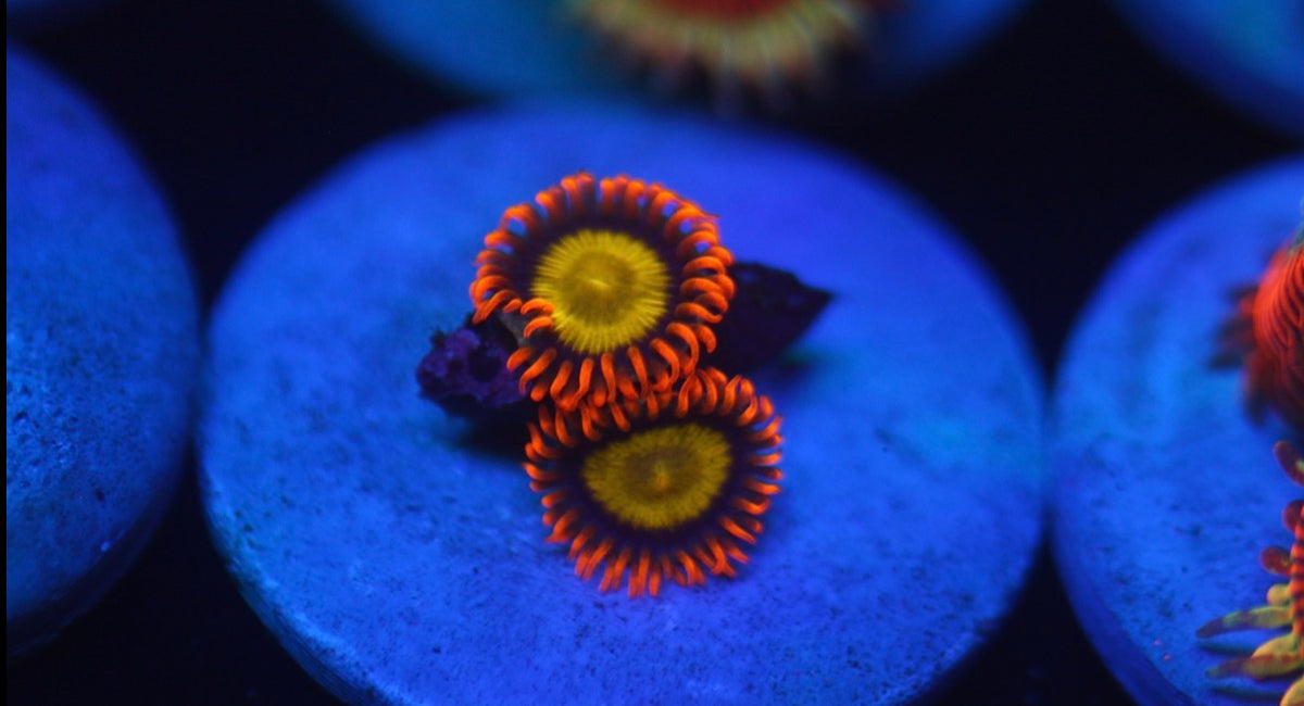 Mandarin Orange Zoa