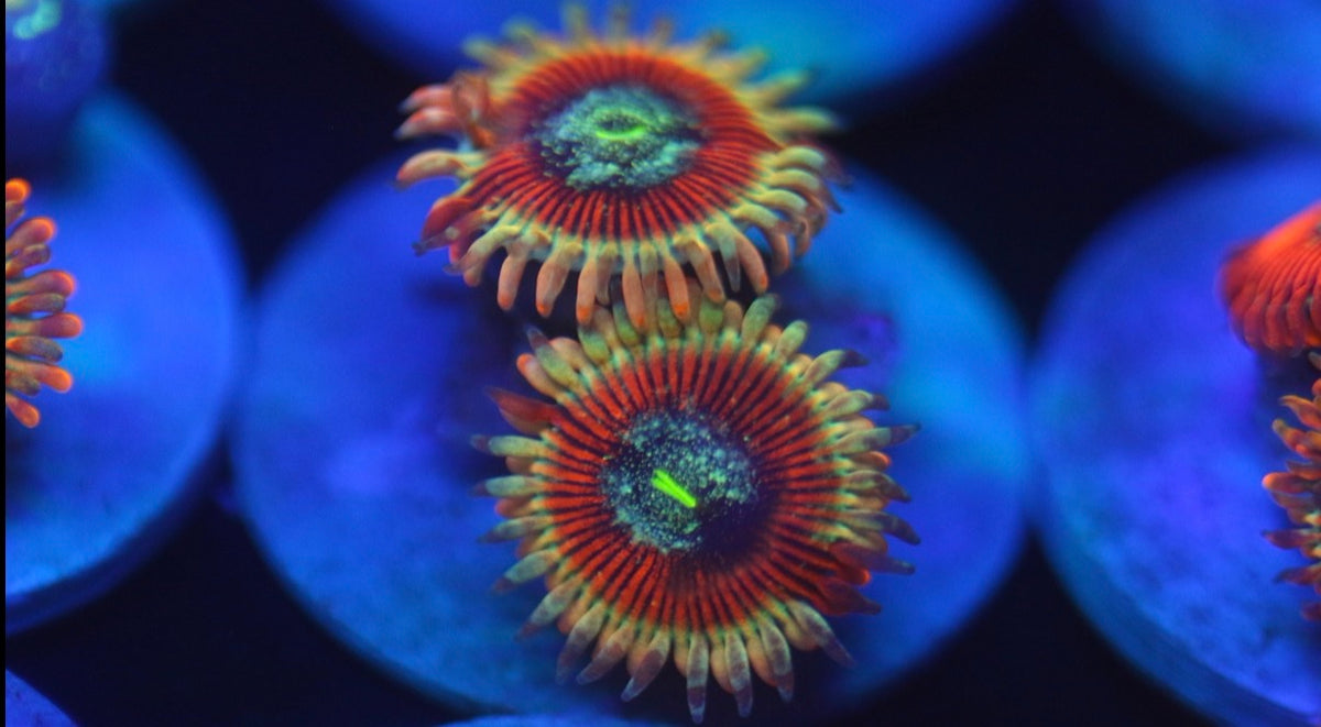 Zombie Morph Zoa