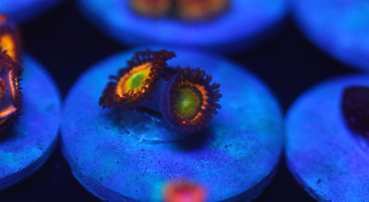 Citrus Cooler Zoa