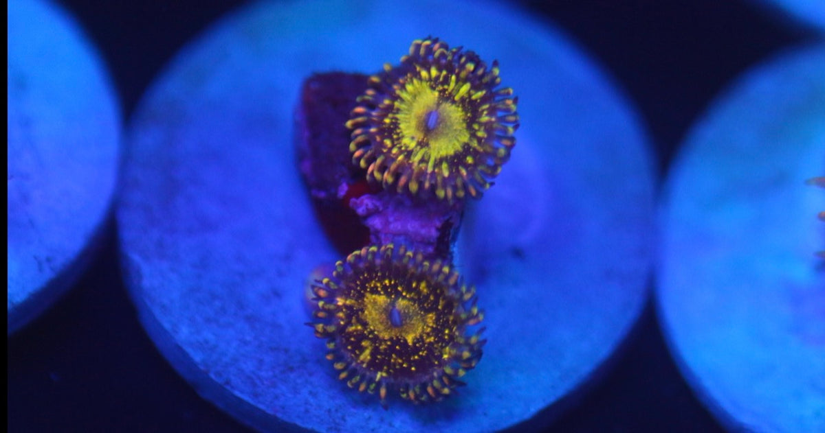 Grim Reaper Zoa