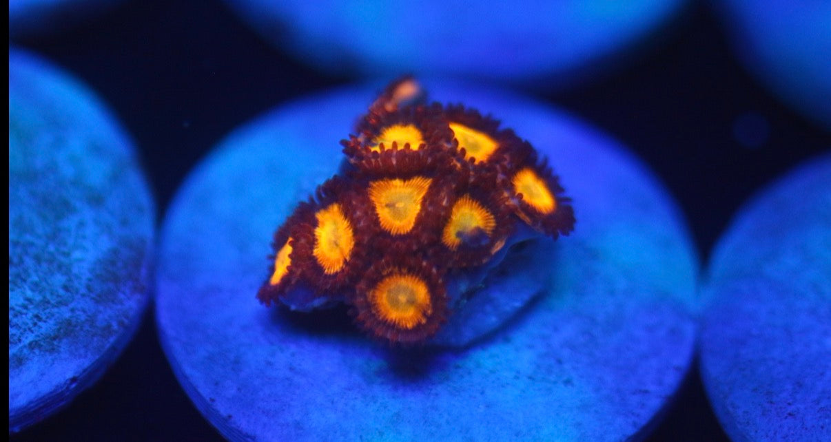 Orange Micro Zoa