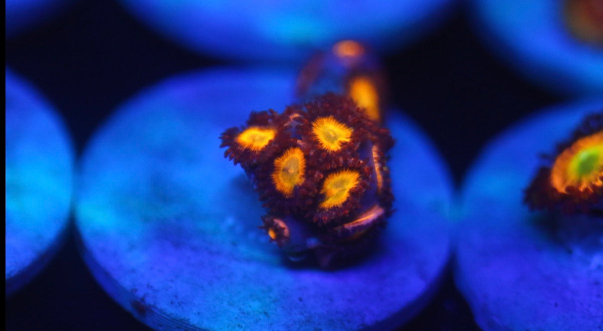 Orange Micro Zoa