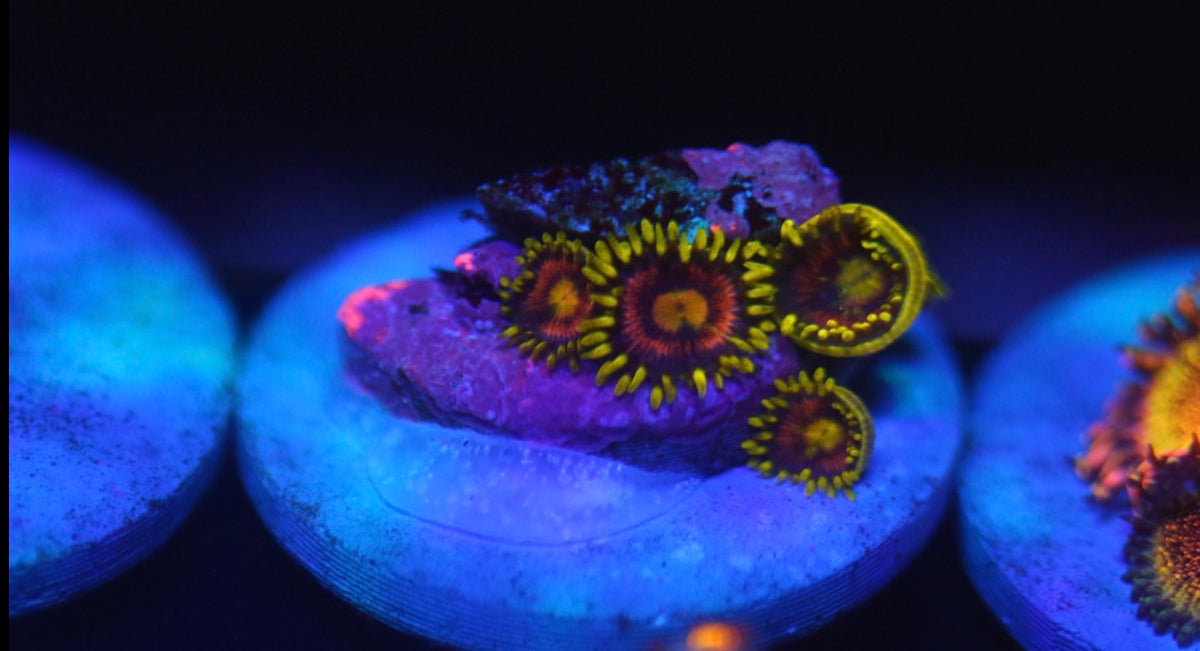 Lady Dragon Zoa