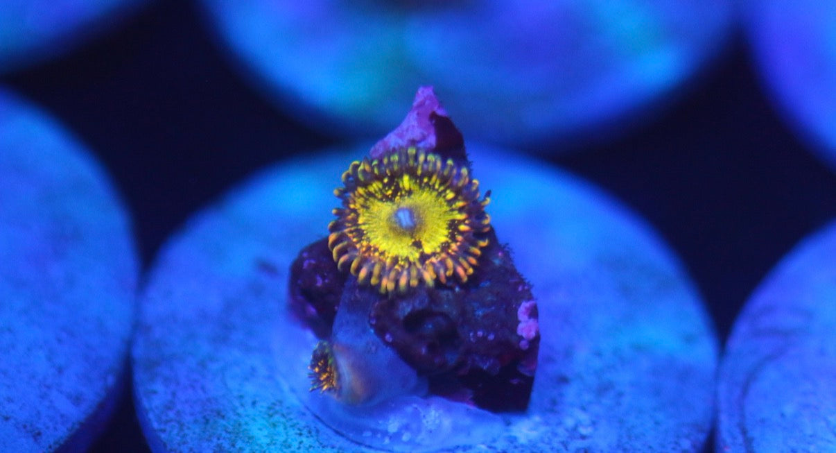 Grim Reaper Zoa