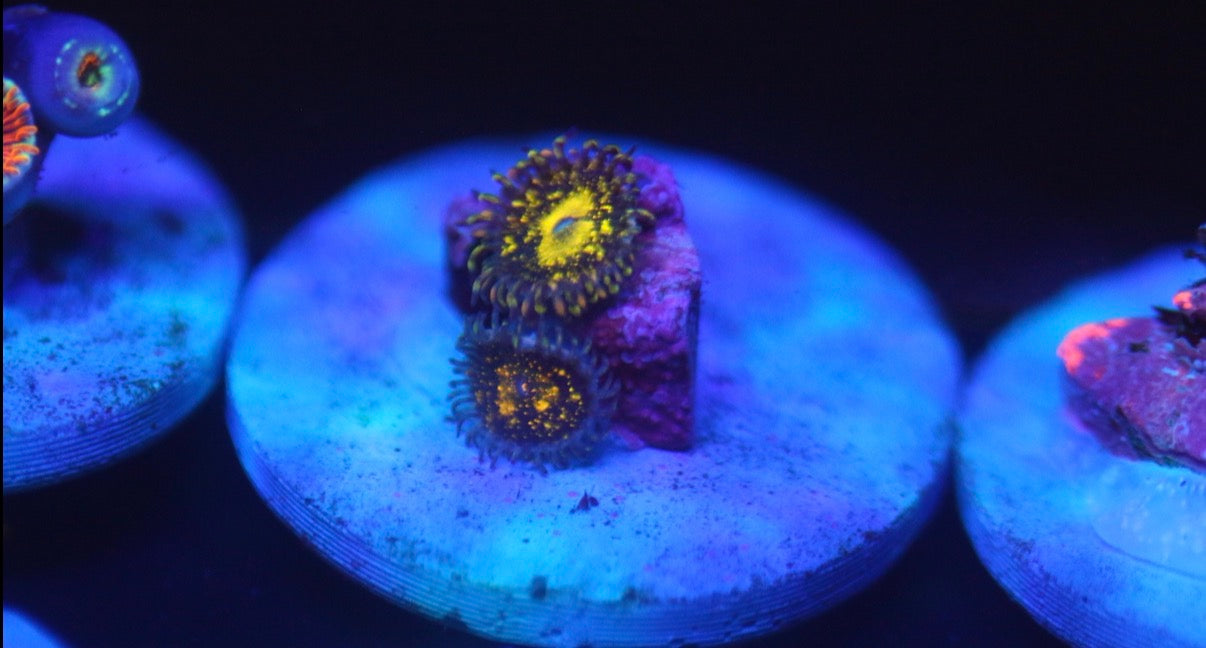 Grim Reaper Zoa