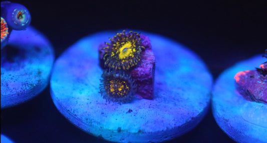 Grim Reaper Zoa