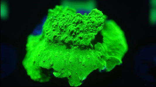 Lime Green Montipora