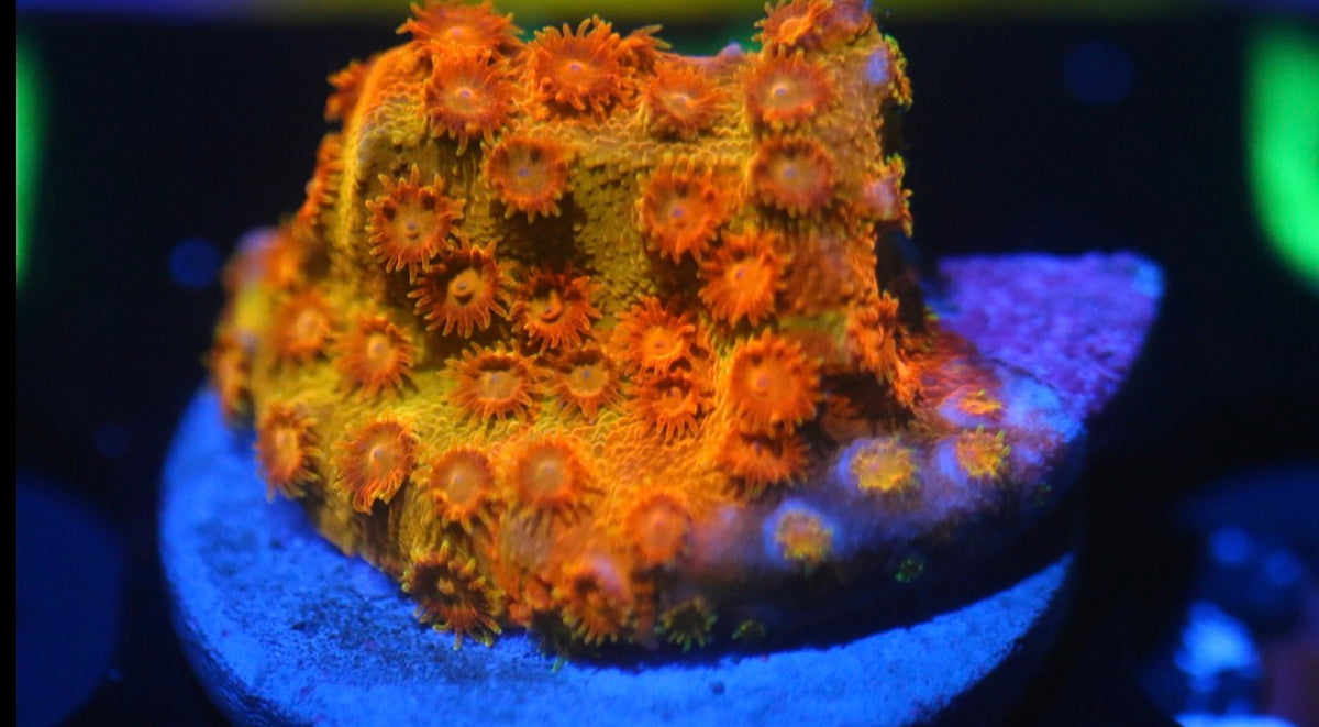 Acid Trip Cyphastrea