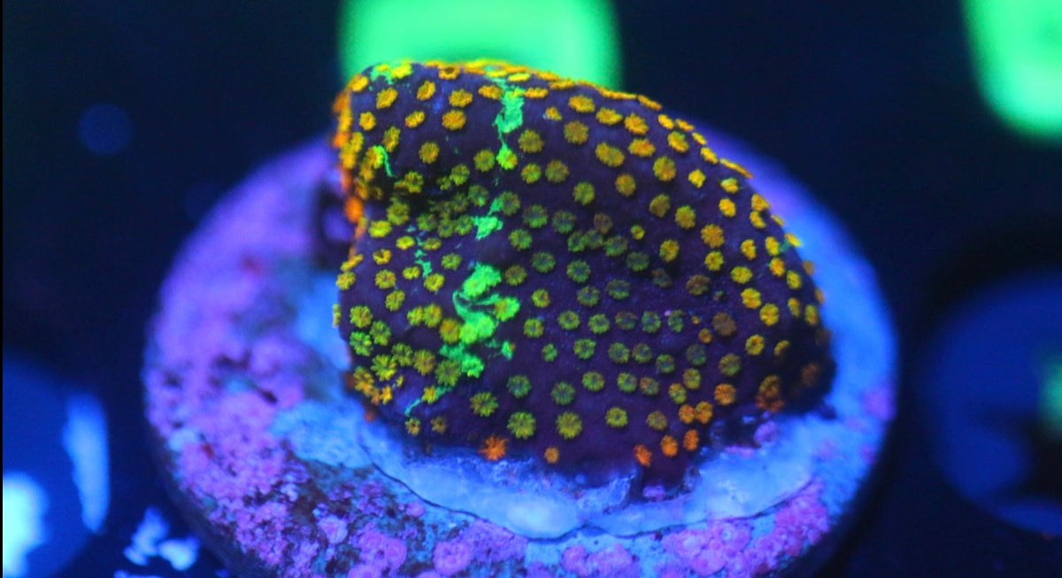 Grafted Rainbow Monti