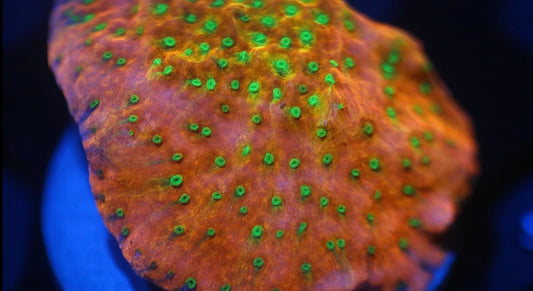 Tropical Thunder Montipora