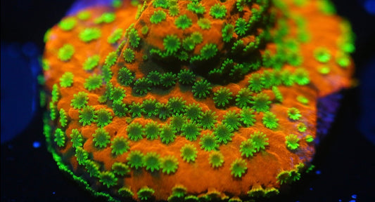 Sunset Montipora
