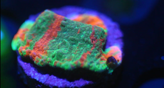 Grafted Montipora