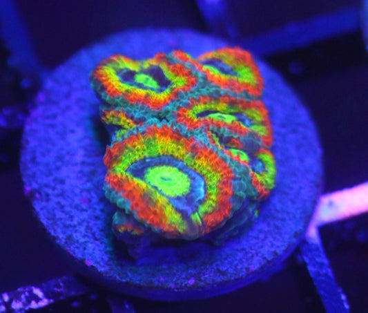 Holy Grail Micromussa