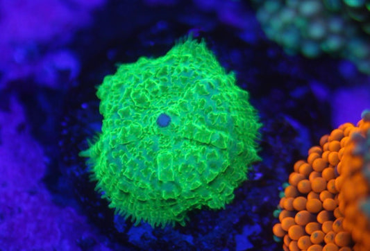 Green Rhodactis
