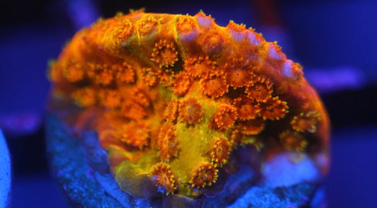 Acid Trip Cyphastrea