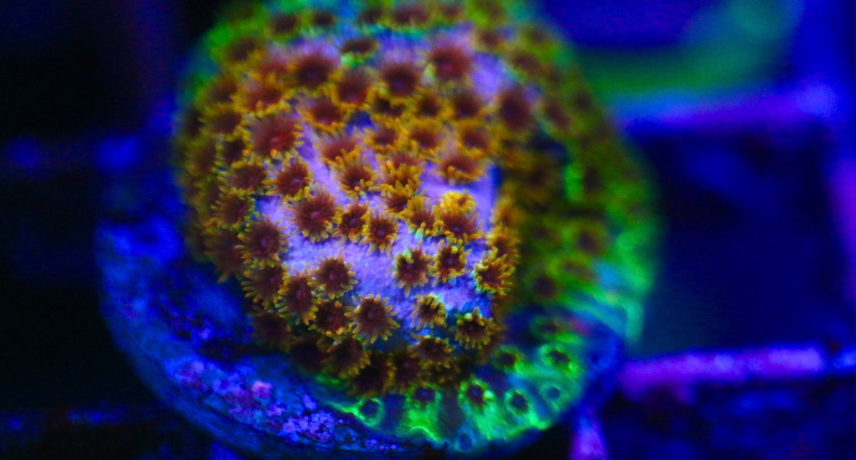 Skittlez Bomb Cyphastrea