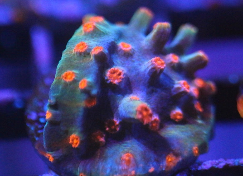 Pink Cyphastrea