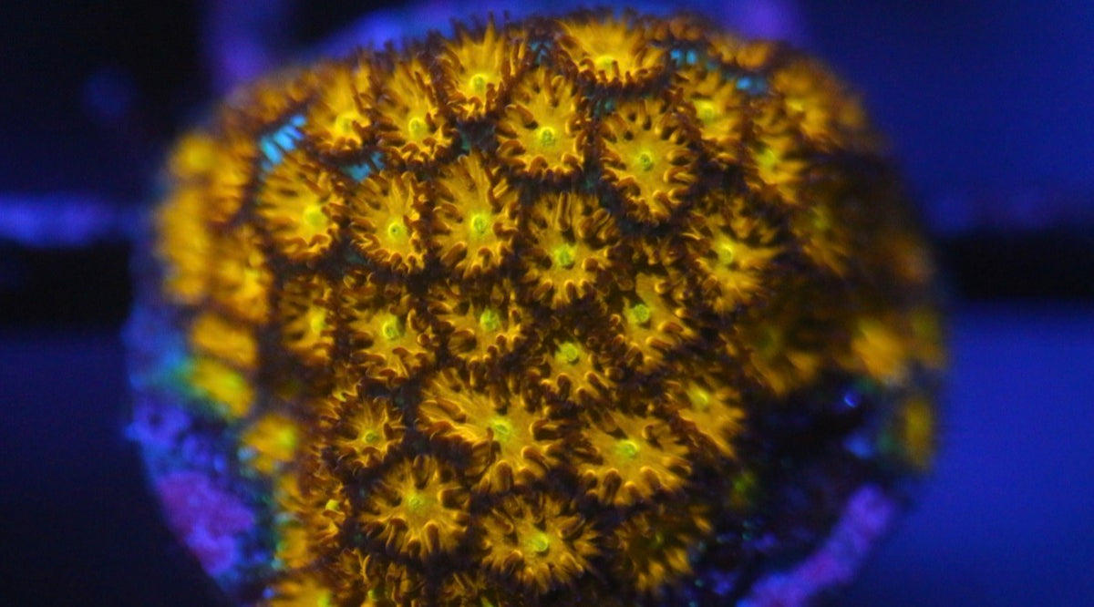 JF Spitfire Leptastrea