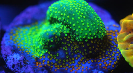 Grafted Rainbow Monti