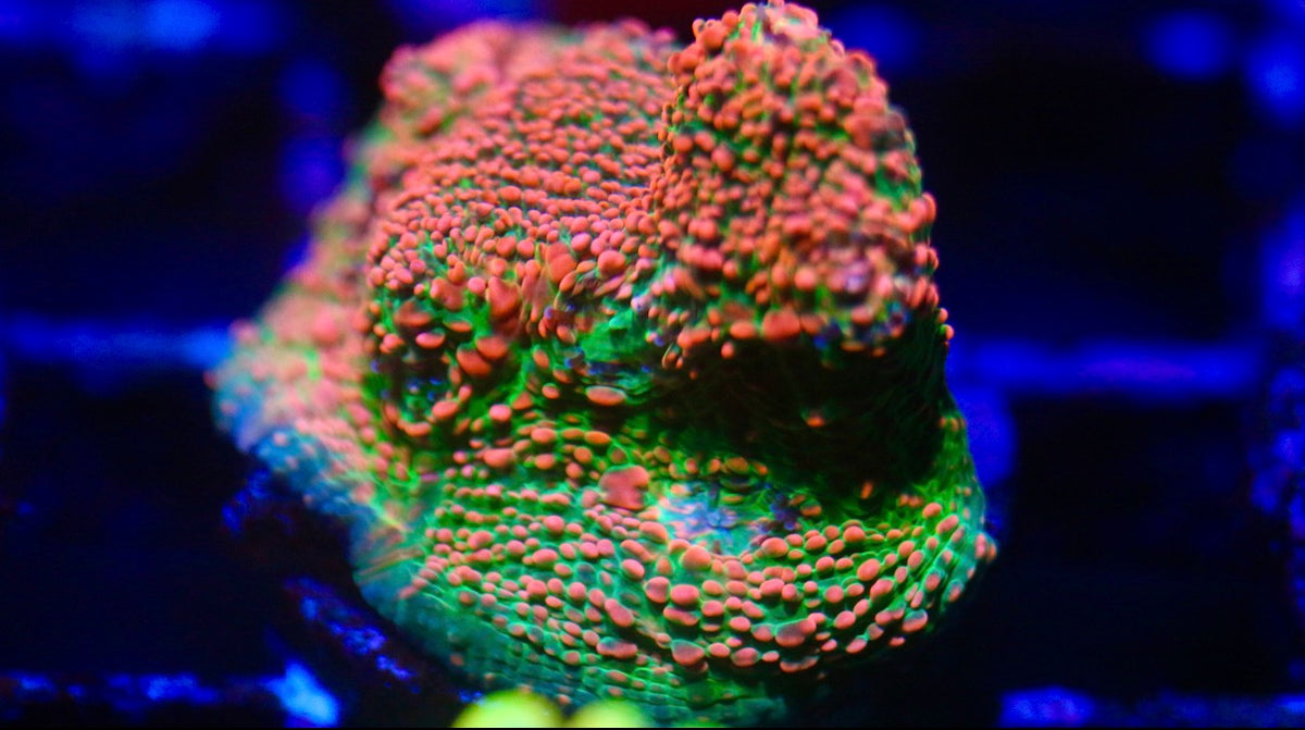 CCC Pink Spot Chalice