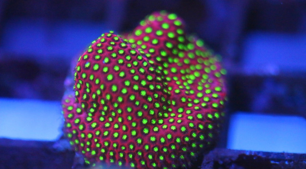 WWC Electric Daisy Stylocoeniella