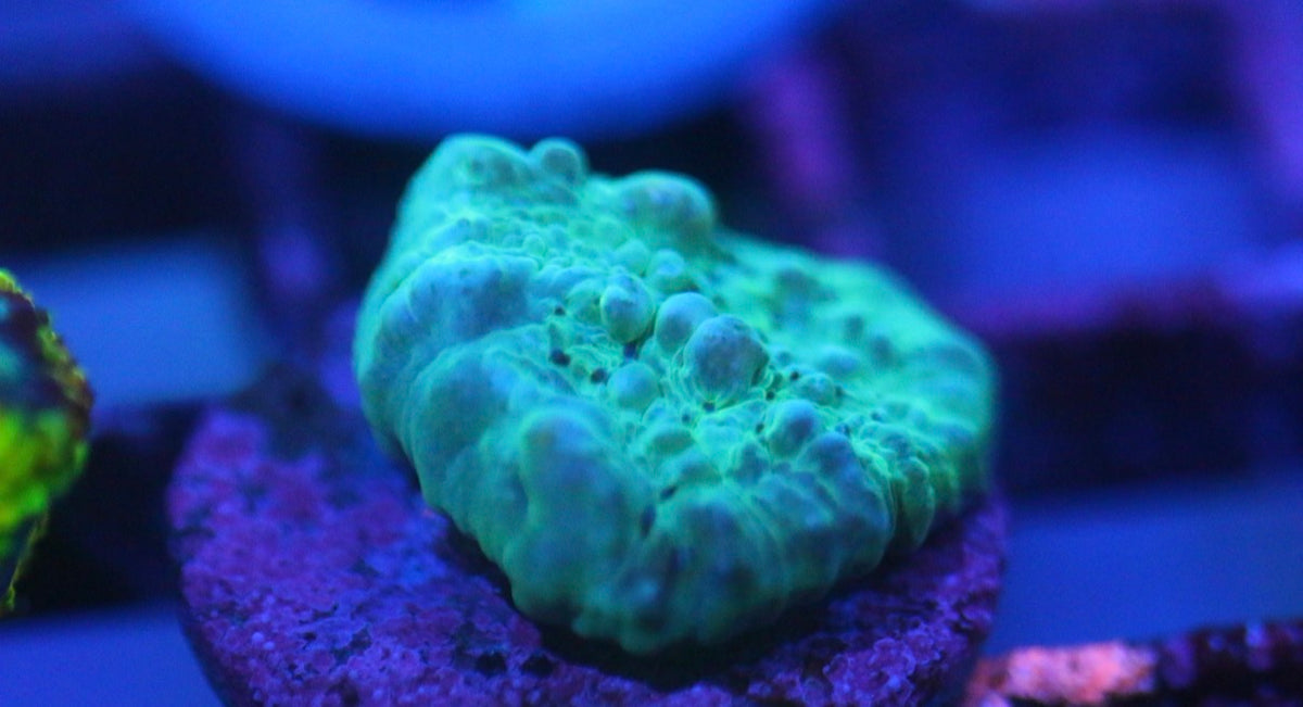 Blue Bouncing Chalice