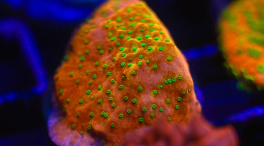 Tropical Thunder Montipora
