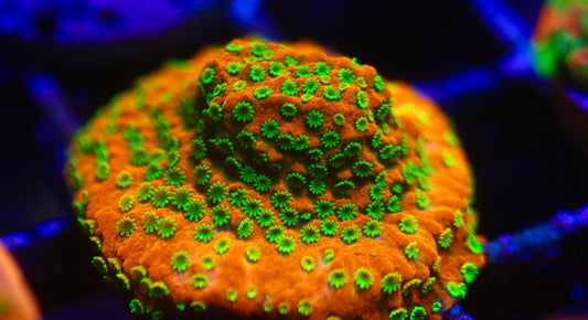 Sunset Montipora