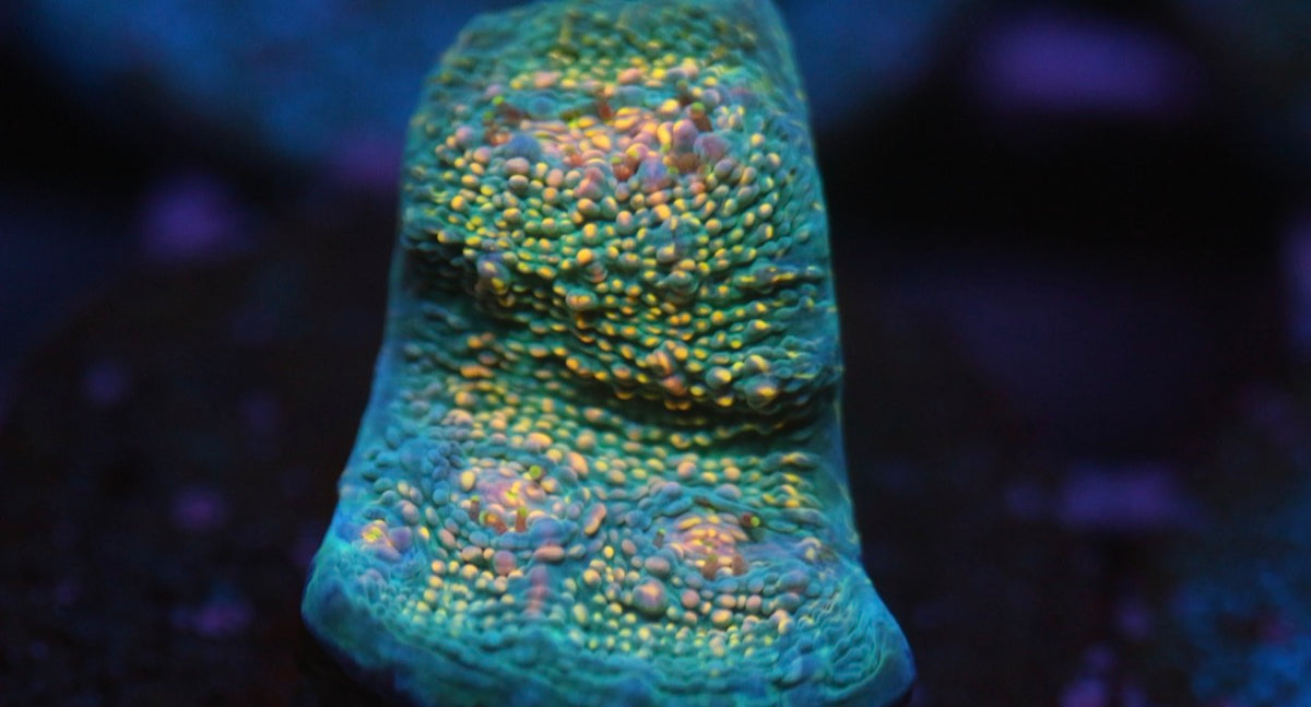 CCC Hologram Chalice