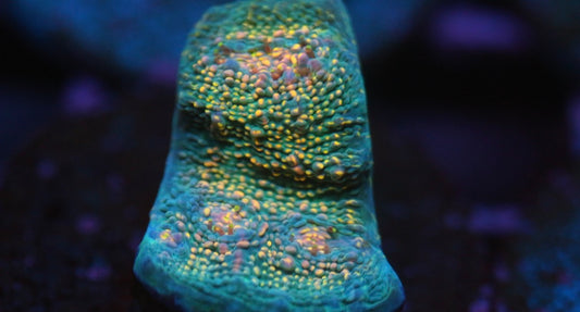 CCC Hologram Chalice