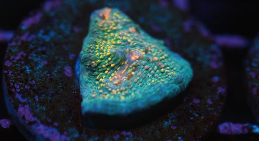 CCC Hologram Chalice