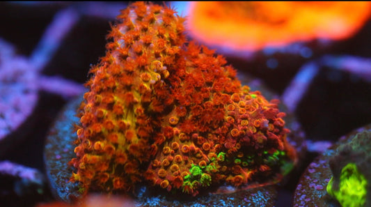 WWC Two Face Stylocoeniella