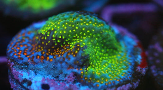 Grafted Rainbow Monti