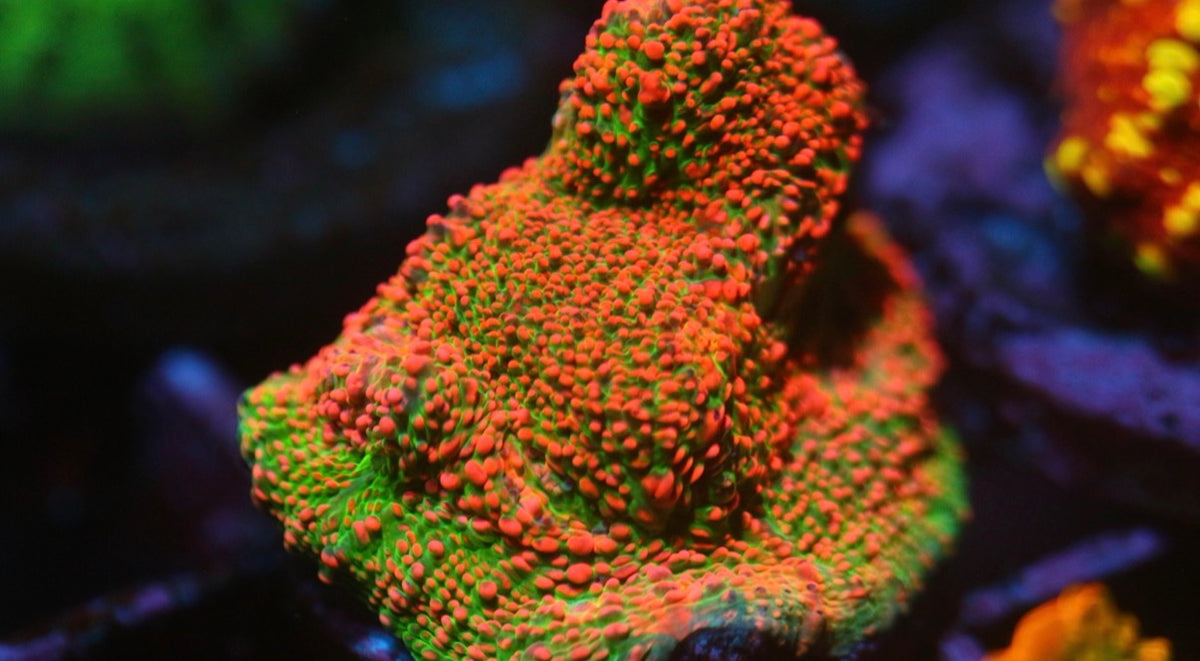 CCC Pink Spot Chalice