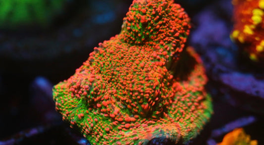 CCC Pink Spot Chalice