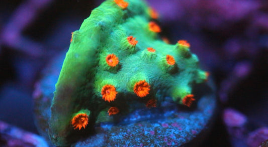 Meteor Shower Cyphastrea
