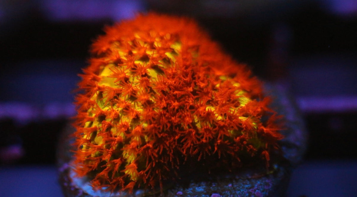 Burning Banana Stylocoeniella
