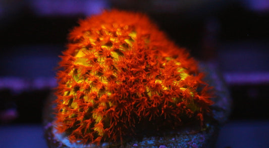 Burning Banana Stylocoeniella