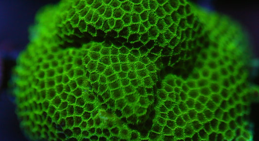 Green Porties