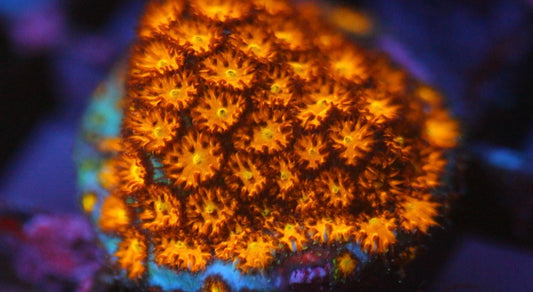 JF Spitfire Leptastrea