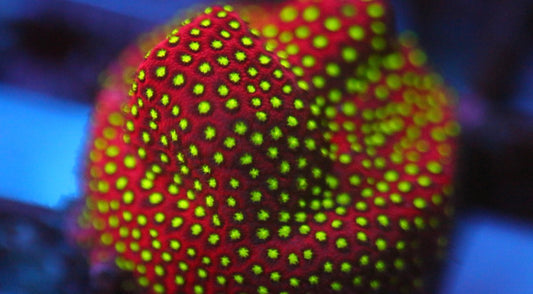 WWC Electric Daisy Stylocoeniella