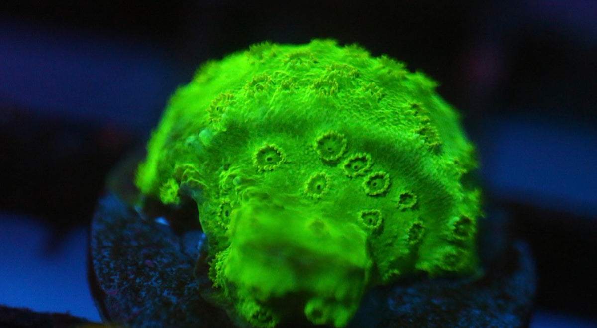 Green Cyphastrea