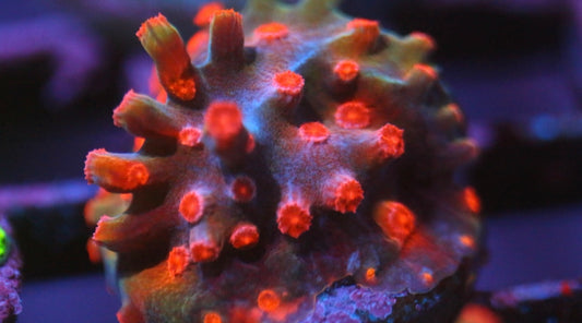 Pink Cyphastrea