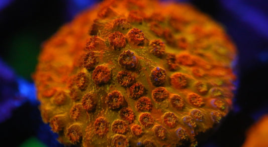Acid Trip Cyphastrea