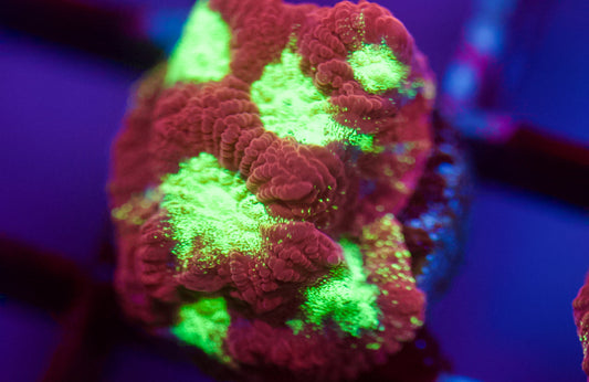 Purple with Green Eye Favia