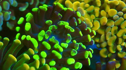 Splatter/Green Hammer